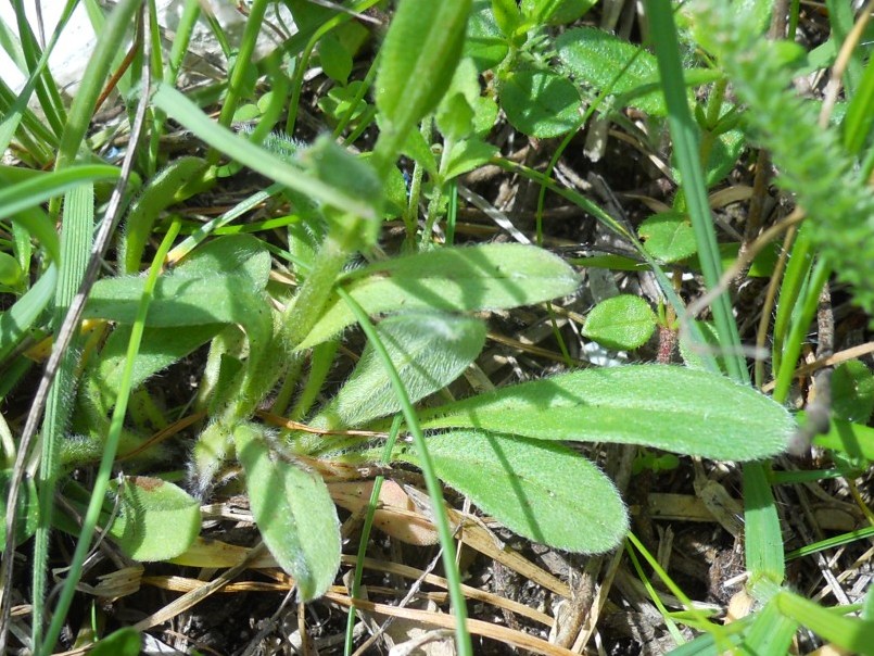 Piccolo fiore blu - Myosotis sp.